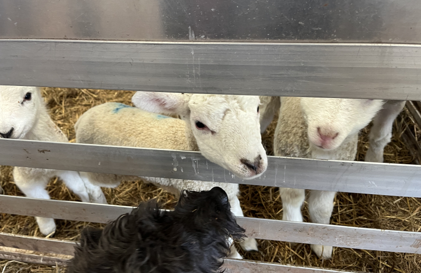 Lambing season