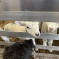 Lambing season