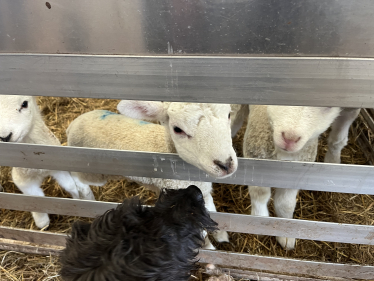 Lambing season